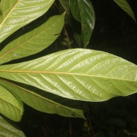 Barringtonia racemosa (L.) Spreng.